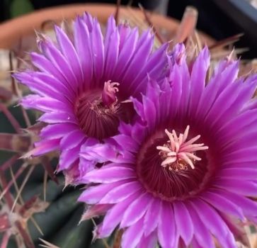 Ferocactus latispinus